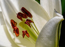 White Lily (Digital Art) von John Wain