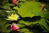 israeli lotus flower von miko shay chen