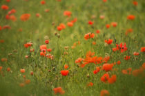 Poppy Field by Wayne Molyneux