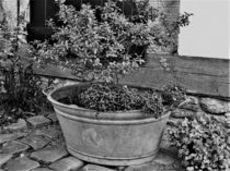 alte Zinkwanne als Pflanztopf in schwarz-weiß von assy
