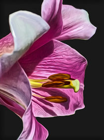 Lily (Digital Art) by John Wain
