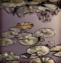 Serene Waterlilies by Karen Black