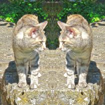 Hauskatzen Gruß by kattobello