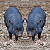 Minischweinferkel Zwillinge by kattobello