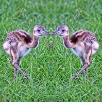 Nandu Küken Zwillinge von kattobello