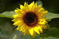 Sonnenblume von Bernhard Kaiser