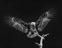 Bald Eagle Landing by Maresa Pryor-Luzier