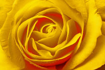 Yellow Rose von John Wain