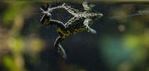 Frosch unter Wasser von Stephan Gehrlein