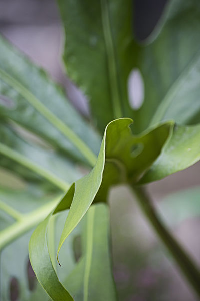 Mg-8918-philodendron