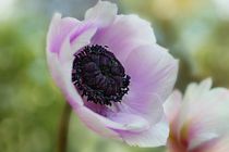 Anemone by dust-in-the-wind
