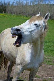 Da lacht ein Pferd von art-dellas