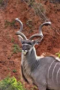 männlicher großer Kudu  by assy