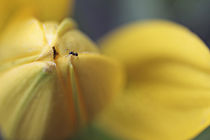 Gelbe Blüte mit Besucher von Petra Dreiling-Schewe