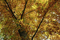 Goldener Herbst von Petra Dreiling-Schewe