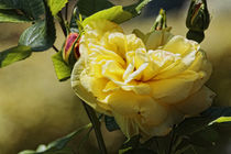 Gelbe Rose von Petra Dreiling-Schewe