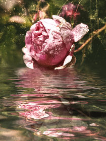 Rosenöl - Rose Oil  von Chris Berger
