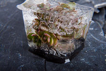 Sedum cyaneum in Eis 3 von Marc Heiligenstein