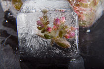 Sedum cyaneum in Eis von Marc Heiligenstein