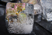 Sedum cyaneum in Eis 5 von Marc Heiligenstein