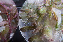 Sedum cyaneum in kristallklarem Eis 2 von Marc Heiligenstein