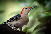 Red Bellied Woodpecker by Tim Seward