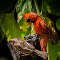 Northern Cardinal and House Sparrow by Tim Seward