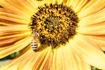 Beeflower by freudexplicabh