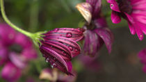 Blume mit Regentropfen von Petra Dreiling-Schewe