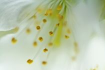 Blüte von Petra Dreiling-Schewe