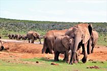 junge, spielende Elefanten by assy