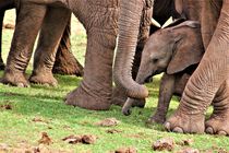 Elefantenbaby, unter dem Bauch der Mutter by assy