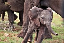 junger Elefant stürmt davon by assy