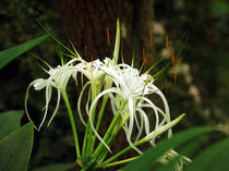 White Spyder Lily, Schönhäutchen, Schönlilie by Sabine Radtke
