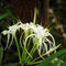 Spyderlily-hydrenocallis-fragrans
