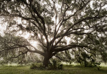 Majestic Oak von Maresa Pryor-Luzier