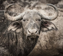 Water Buffalo von Maresa Pryor-Luzier
