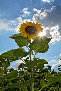 Strahlende Sonnenblume von Claudia Evans