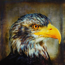 The Eagle von AD DESIGN Photo + PhotoArt