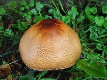 riesiger Pilz, aber welcher ist es ? by assy