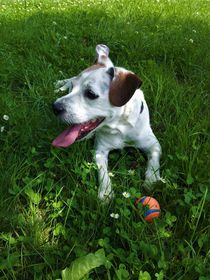 Jack Russel Terrier mit seinem Ball von assy