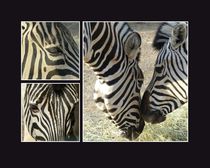 Zebra - Trilogie by maja-310