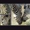 Zebra-trilogie