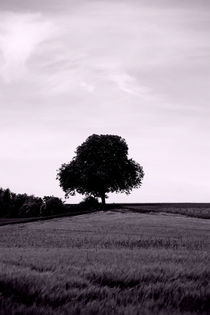 Der Baum by Bastian  Kienitz