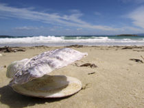 Muschel am Strand von cjphoto
