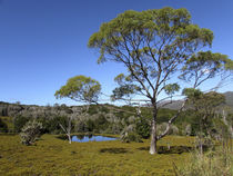 Eukalyptusbaum von cjphoto