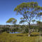 Australien-eukalyptus-am-see-img-3089