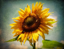 Sunflower by spokeninred