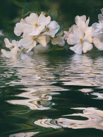 Blütenmeer - flowers sea von Chris Berger