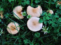 kleine Pilzchen auf der Wiese by assy